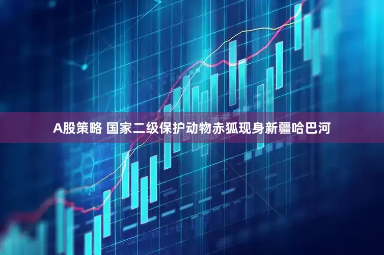 A股策略 国家二级保护动物赤狐现身新疆哈巴河